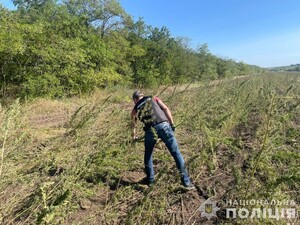 На землі лісового фонду України, розміром із 10 футбольних полів, вирощували кущі конопель – поліція